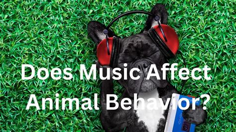 Does Music Affect On Animal Behavior? Or Is It Just Noise?